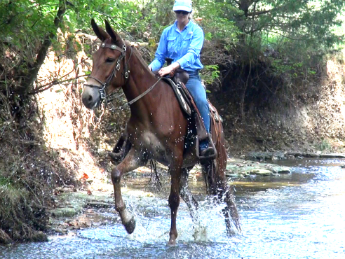 gaited mule